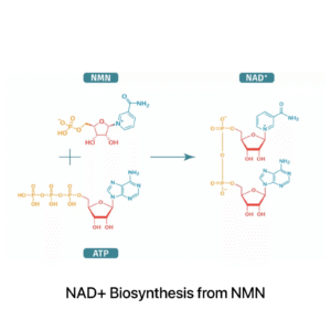 NAD vs NMN What’s the Difference