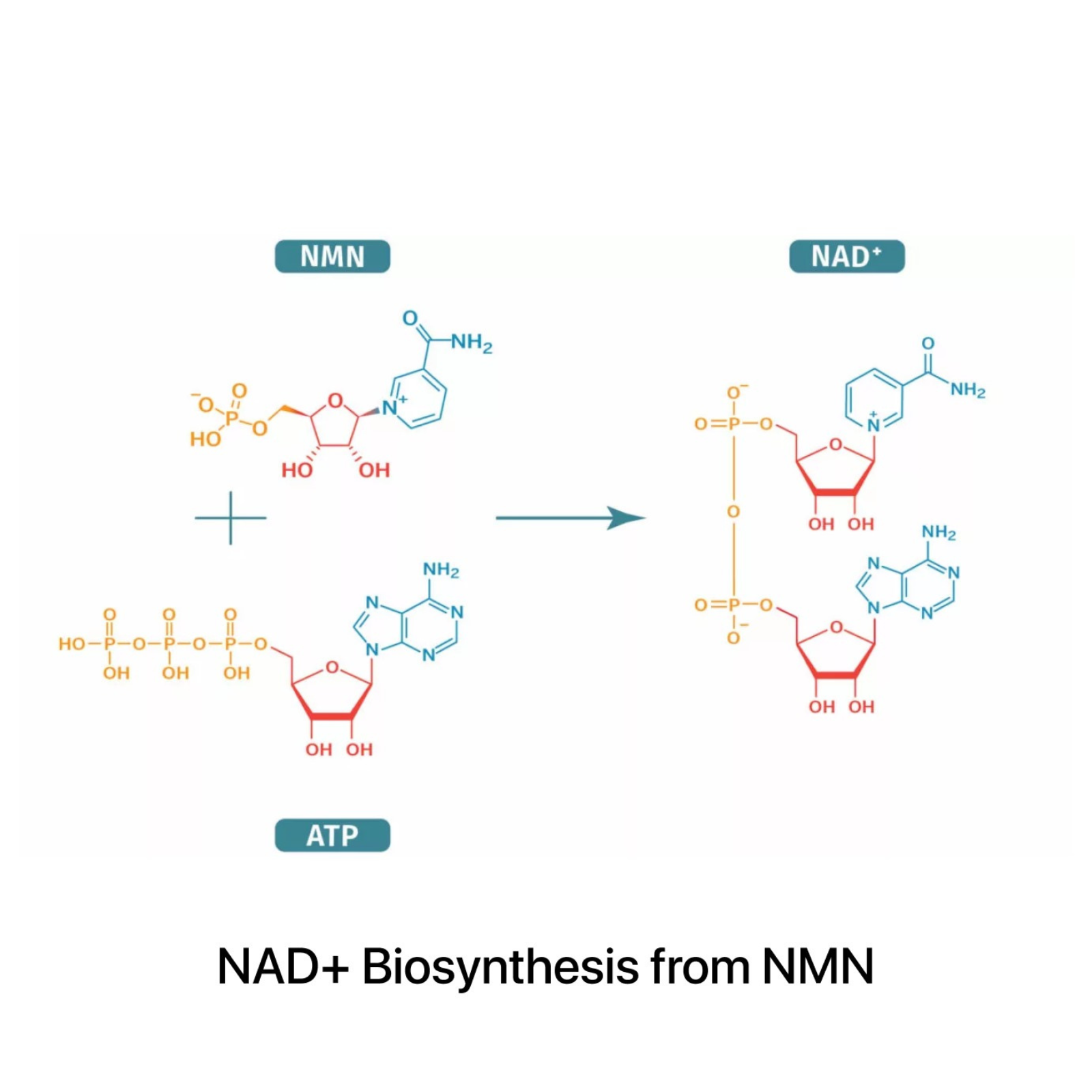 NAD vs NMN What’s the Difference
