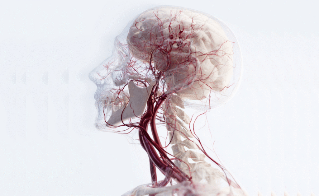 Who Should Consider NMN for Vascular Health
