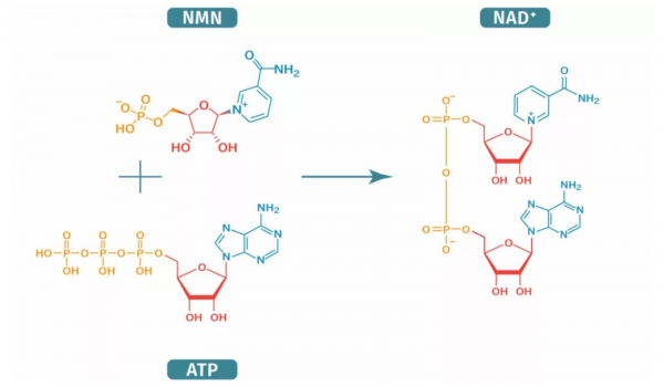 NAD vs NMN What’s the Difference