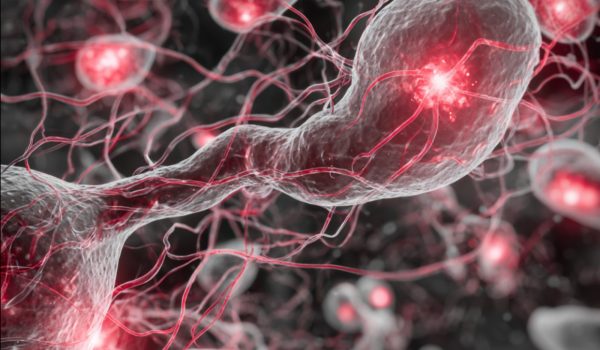 NMN and Vascular Health